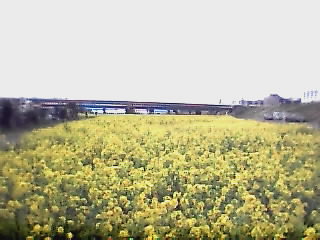 ���Ȃ�L���ꏊ�ɁA�؂̉Ԃ��A���Ă���܂�